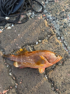 キジハタの釣果