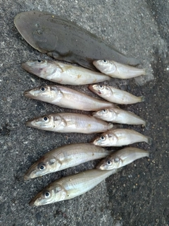 シロギスの釣果