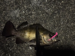 アオメバルの釣果