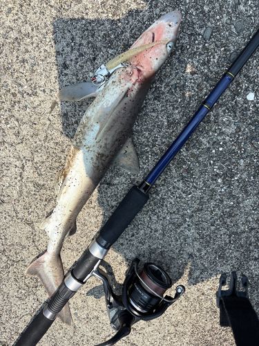 サメの釣果