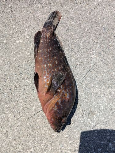 キジハタの釣果