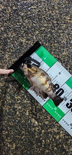 メバルの釣果