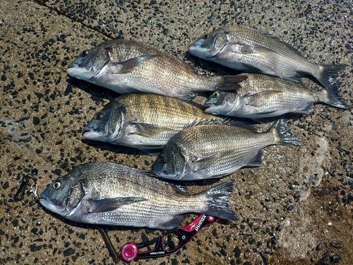 チヌの釣果