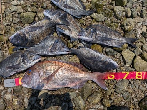 チヌの釣果