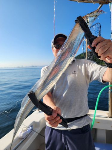 タチウオの釣果
