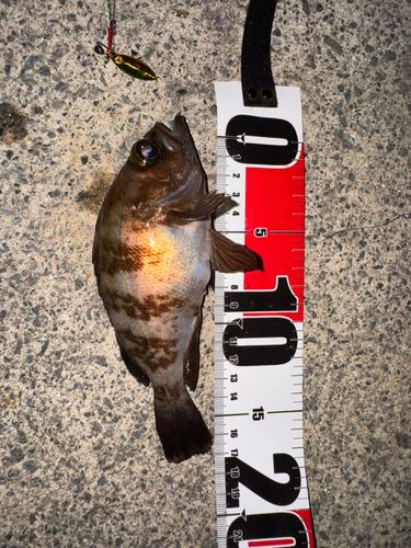 メバルの釣果