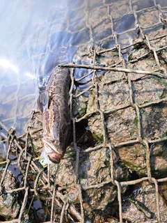 カムルチーの釣果