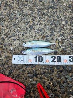 釣果