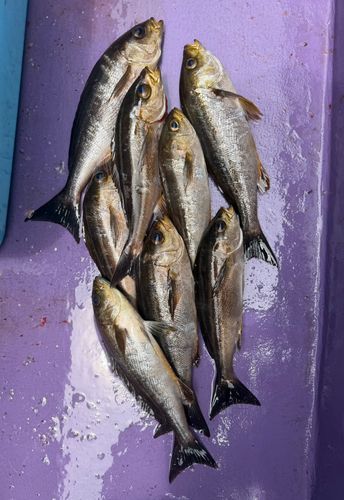イサキの釣果