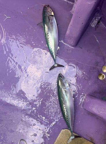 ソウダガツオの釣果