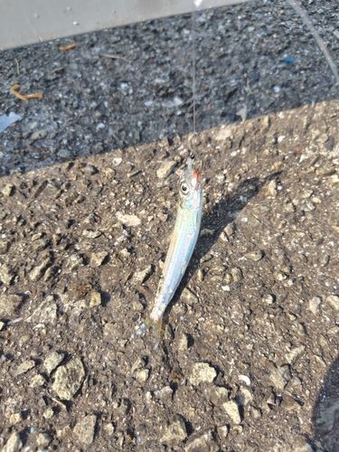 イワシの釣果