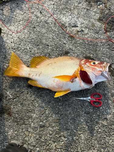 シブダイの釣果