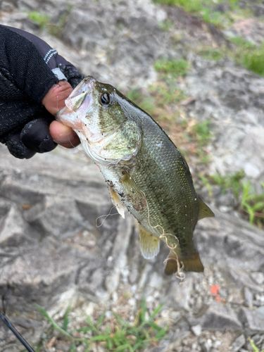 ラージマウスバスの釣果