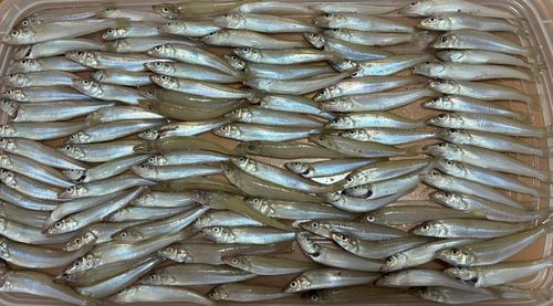 キスの釣果