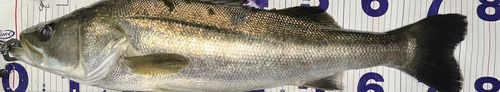 シーバスの釣果