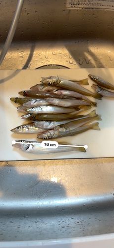 キスの釣果