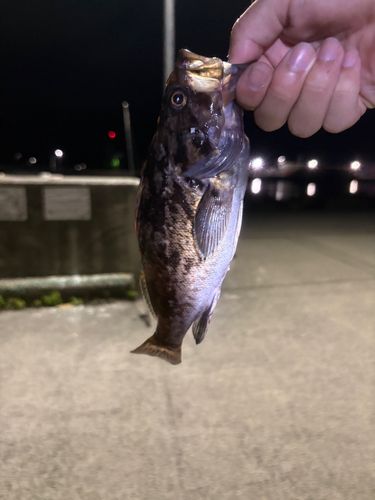 クロソイの釣果