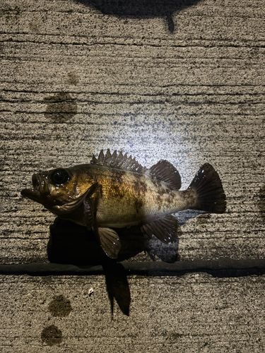 シロメバルの釣果
