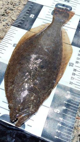 ヒラメの釣果