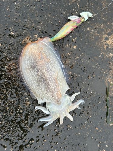 シリヤケイカの釣果