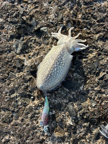 シリヤケイカの釣果