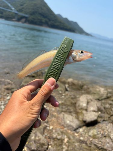 キスの釣果