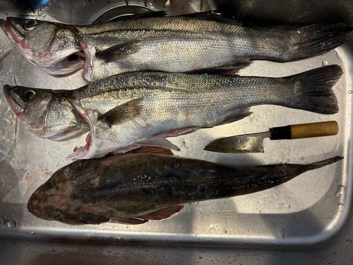 マゴチの釣果