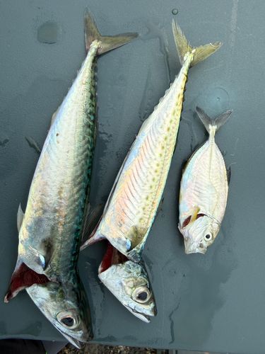 サバの釣果