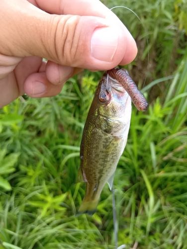 ラージマウスバスの釣果