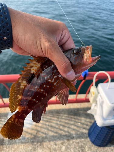 アコウの釣果