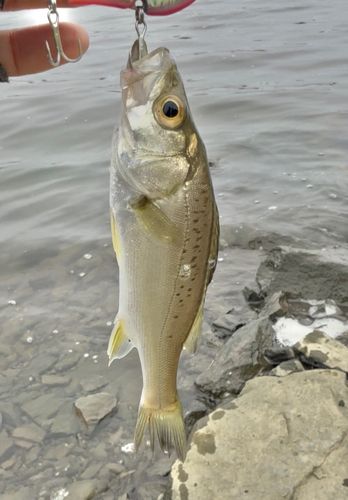 釣果