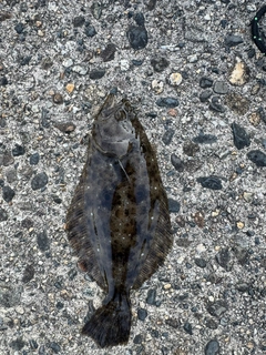 ヒラメの釣果