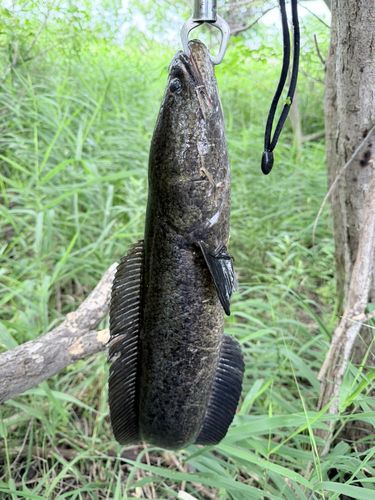 ライギョの釣果