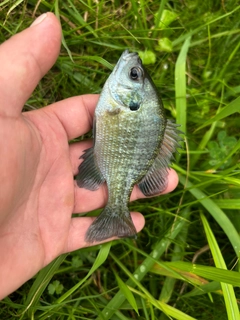 ブルーギルの釣果