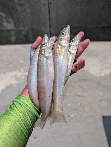 キスの釣果