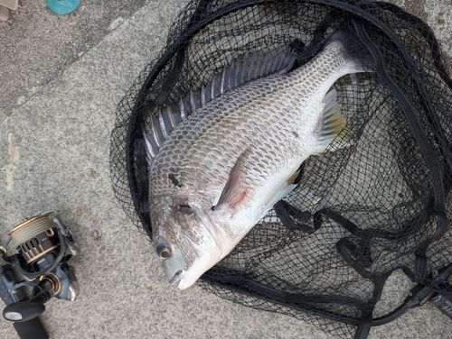 キビレの釣果
