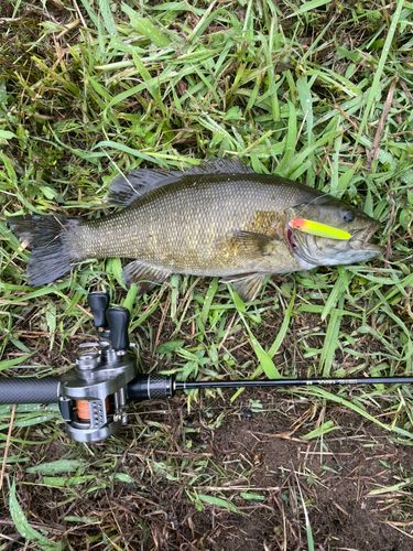 スモールマウスバスの釣果