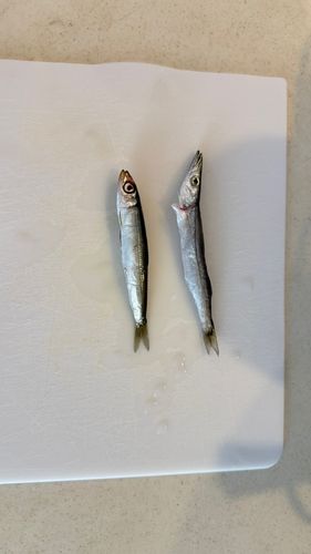 カマスの釣果