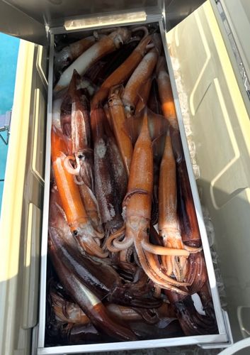 スルメイカの釣果