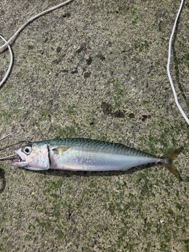 サバの釣果