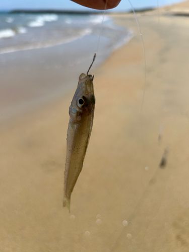 キスの釣果