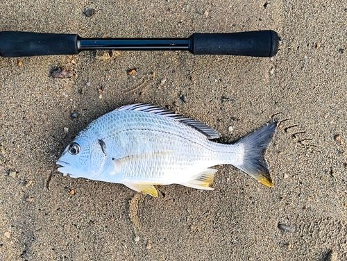 キビレの釣果