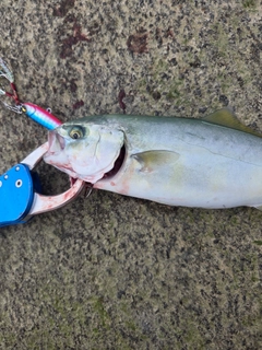 ワカシの釣果