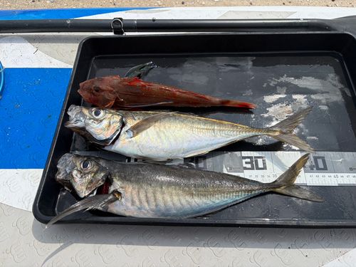 アジの釣果
