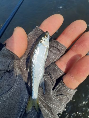 モロコの釣果