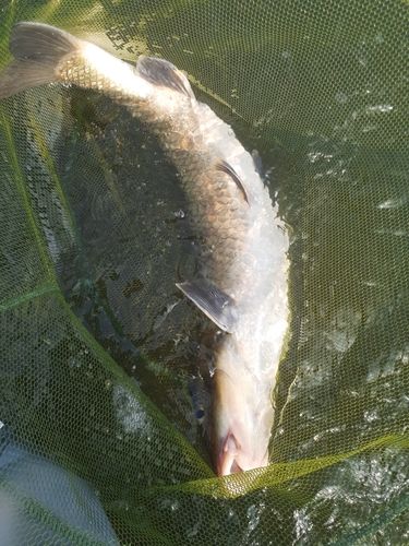 ニゴイの釣果