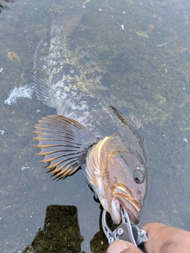 アブラコの釣果