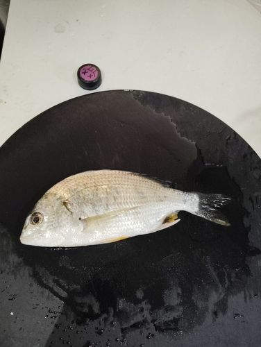 キビレの釣果