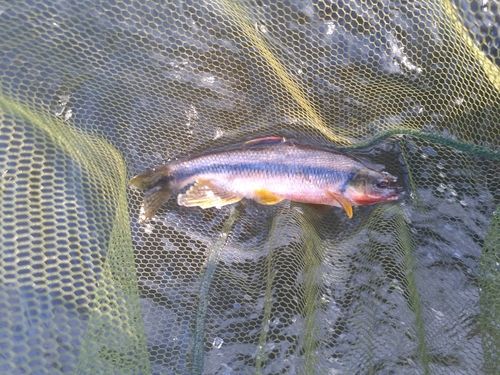 カワムツの釣果