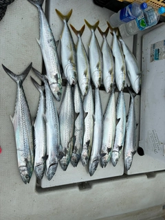 サゴシの釣果
